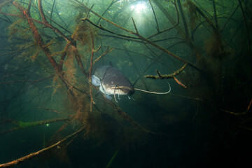 Catfish hiding among branches. Calm wels catfish in the lake. Big fish underwater. Fish life in fresh water.  - obrazy, fototapety, plakaty