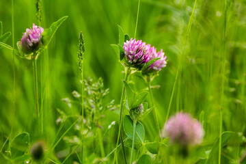 pink field clover on a green meadow
