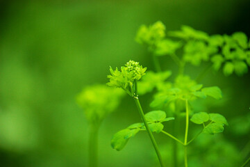 close up of a plant