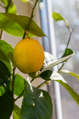 Lemon tree with ripening fruit on the windowsill in the apartment