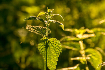 young green nettle among green nature