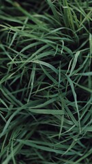 green grass background