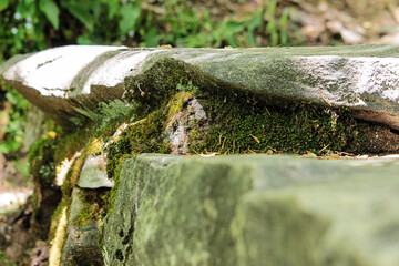moss on a stone