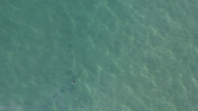 Sting rays and eagle ray swimming in the ocean and surfing waves