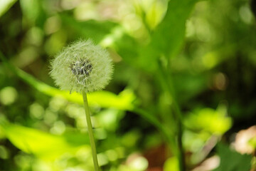 dandelion in the grass