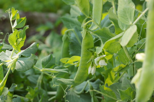 Fresh green pea pod, flowers and leaves on a pea plant in the garden. Growing peas outdoors