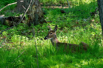 The white tailed deer, hind on the park