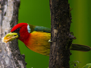 red billed hornbill
