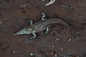 Crocodile Costa Rica