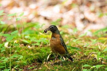 The American robin  in search of food for young