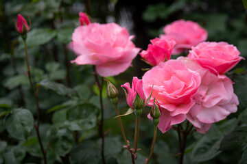 Pink roses