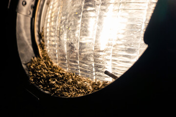 Flying insects attracted to light lamp and dying