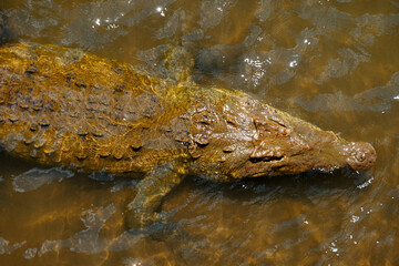 Crocodile Costa Rica