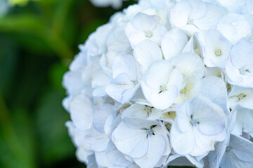 紫陽花
