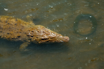 Crocodile Costa Rica