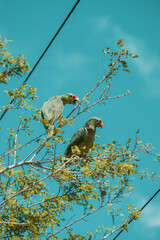 Birds Costa Rica