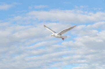 Seagull, bird, wildlife, ocean, sky