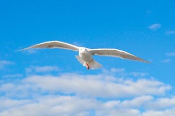Seagull, bird, wildlife, ocean, sky