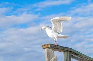 Seagull, bird, wildlife, ocean, sky