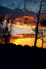 Tree branch in a beautiful sunset at Blumenau, Santa Catarina, Brazil