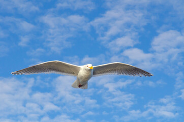 Seagull, bird, wildlife, ocean, sky