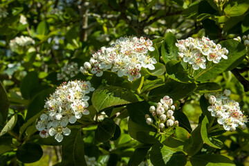 Blooming black mountain ash beautiful background on the theme of spring in the garden.