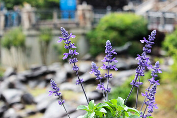 lilac flowers in the garden
