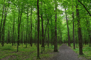 Slender trees in young forest green in summer