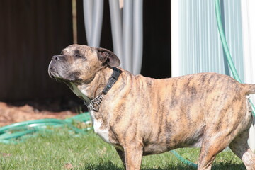 Pit Mastiff Looking Up