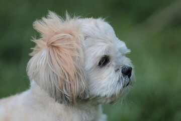 Wind Blowing Lhasa Apso's Hair