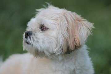Lhasa Apso Looking to the Side