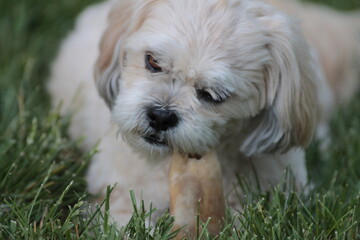 Lhasa Apso Chewing on Bone