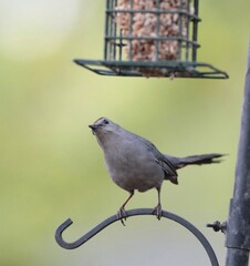 Gray Catbird Looking at Bird Feeder