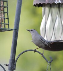 Gray Catbird Getting Ready to Get Food