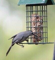 Gray Catbird on Bird Feeder