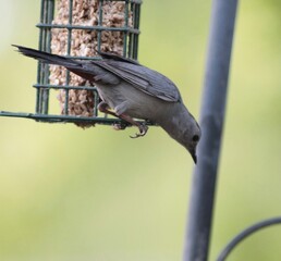 Gray Catbird Getting Ready to Go Down