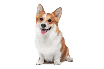Lovely Welsh corgi Pembroke or cardigan obediently sits and looks up, begging for something from owner or learning new command, isolated on white background, front view, copy space for advertising.