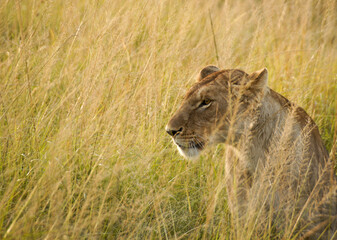 Portrait of female African lion in long grass, Masai Mara Game Reserve, Kenya