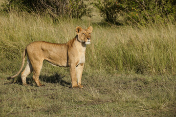 Lioness looking intently while hunting, Masai Mara Game Reserve, Kenya