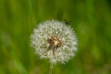 Fototapeta premium Dandelion (Taraxacum officinale)