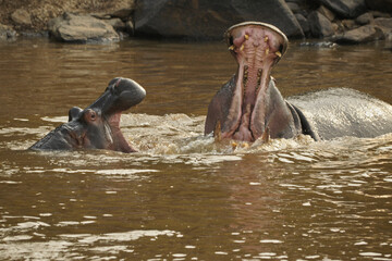 Fototapeta premium Hippos play-fighting in Mara River, Masai Mara Game Reserve, Kenya