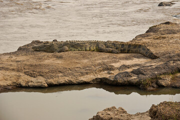 Nile crocodile sunning on bank of Mara River, Masai Mara Game Reserve, Kenya