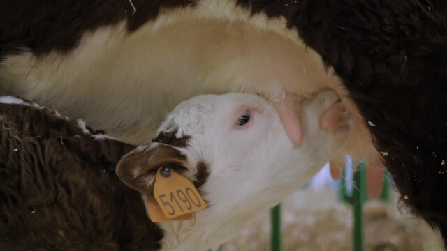 Close up side view: two cute brown and white calves drinking milk from mother cow udder in stable at agricultural animal exhibition, cattle farm. Farming, feeding and animal husbandry concept.