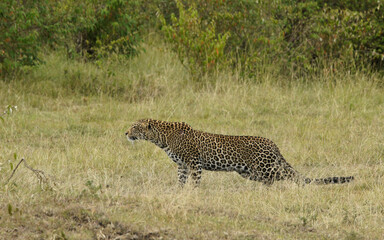 African leopard stalking prey, Masai Mara Game Reserve, Kenya