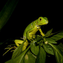 green tree iguana
