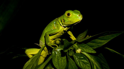 green iguana on a branch