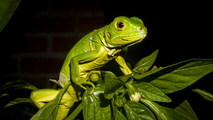 Green iguana on a branch