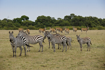 Fototapeta na wymiar Burchell's (common, plains) zebras and common eland, Masai Mara Game Reserve, Kenya