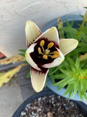 orchid and butterfly