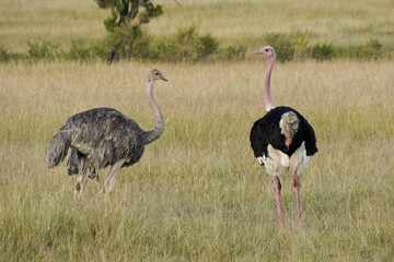 Naklejka premium Masai ostriches (female and male), Masai Mara Game Reserve, Kenya